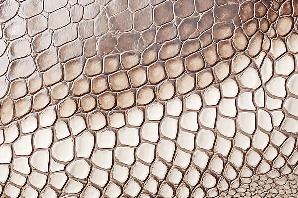 Textured reptilian skin pattern close-up. Textured reptilian skin pattern close-up.