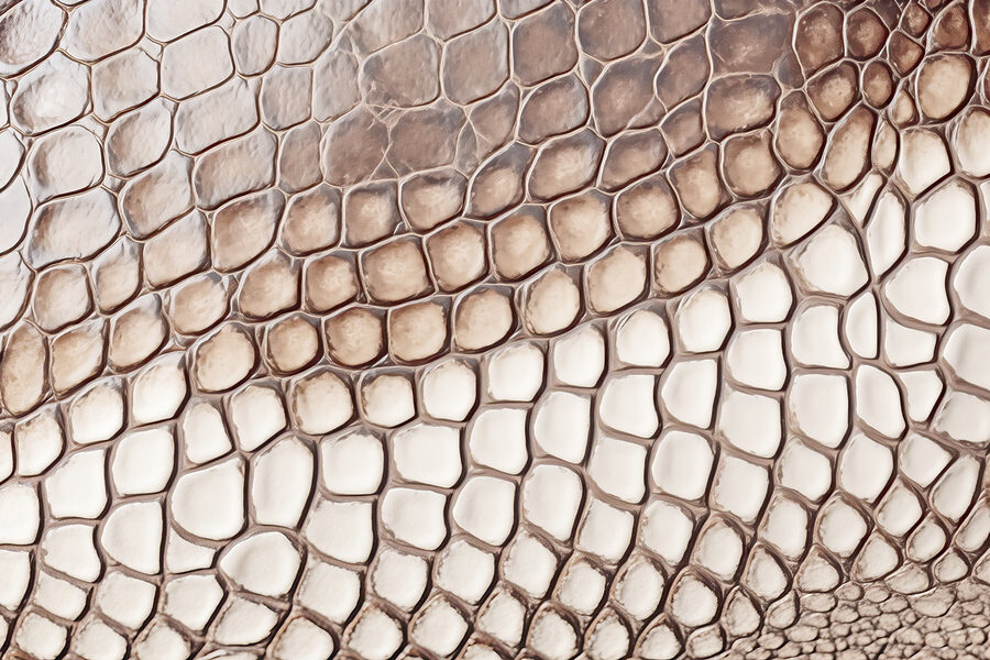 Wall murals Textured reptilian skin pattern close-up. - Image 7