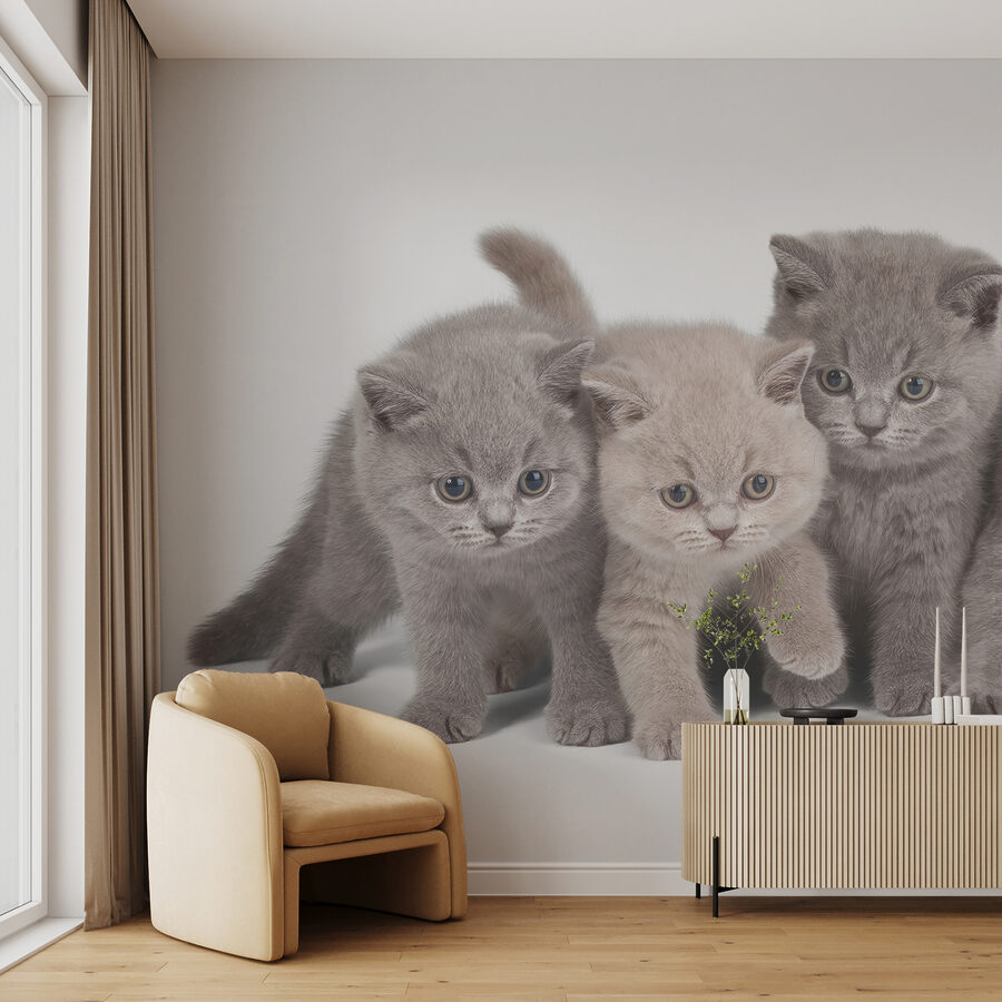 Group of kittens standing together
