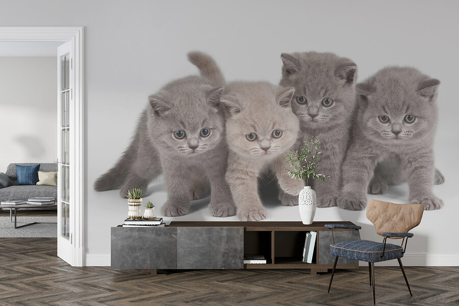 Group of kittens standing together
