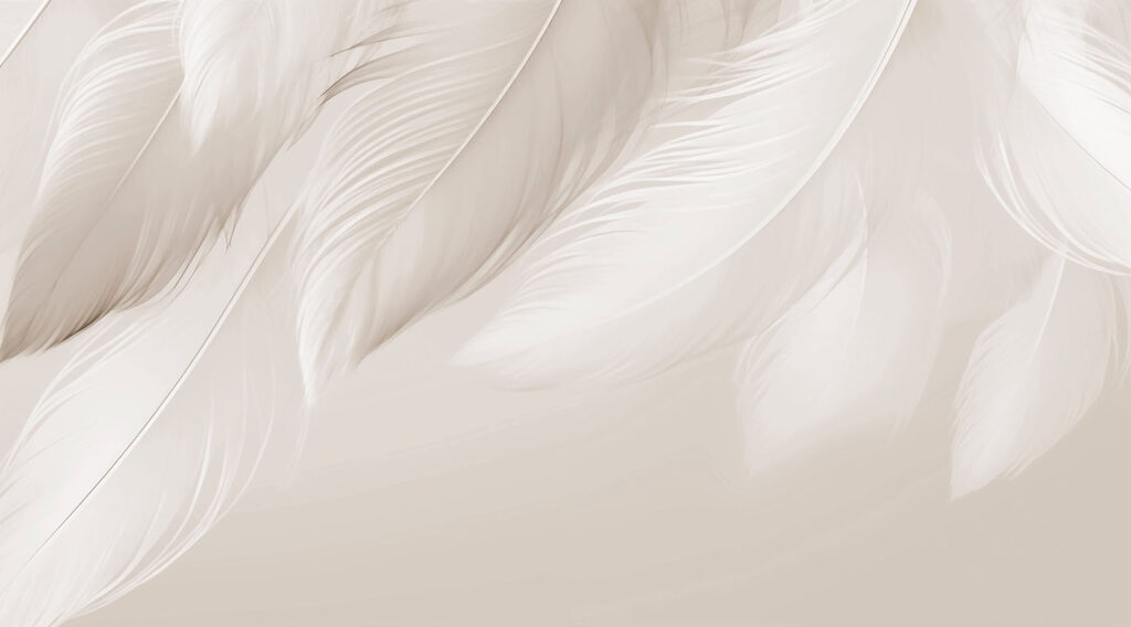 Delicate feathers on soft backdrop Delicate feathers on soft backdrop