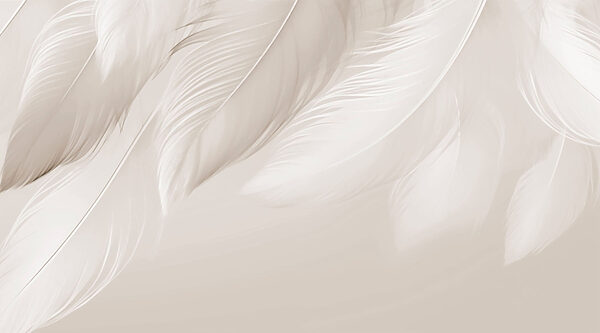 Delicate feathers on soft backdrop Delicate feathers on soft backdrop