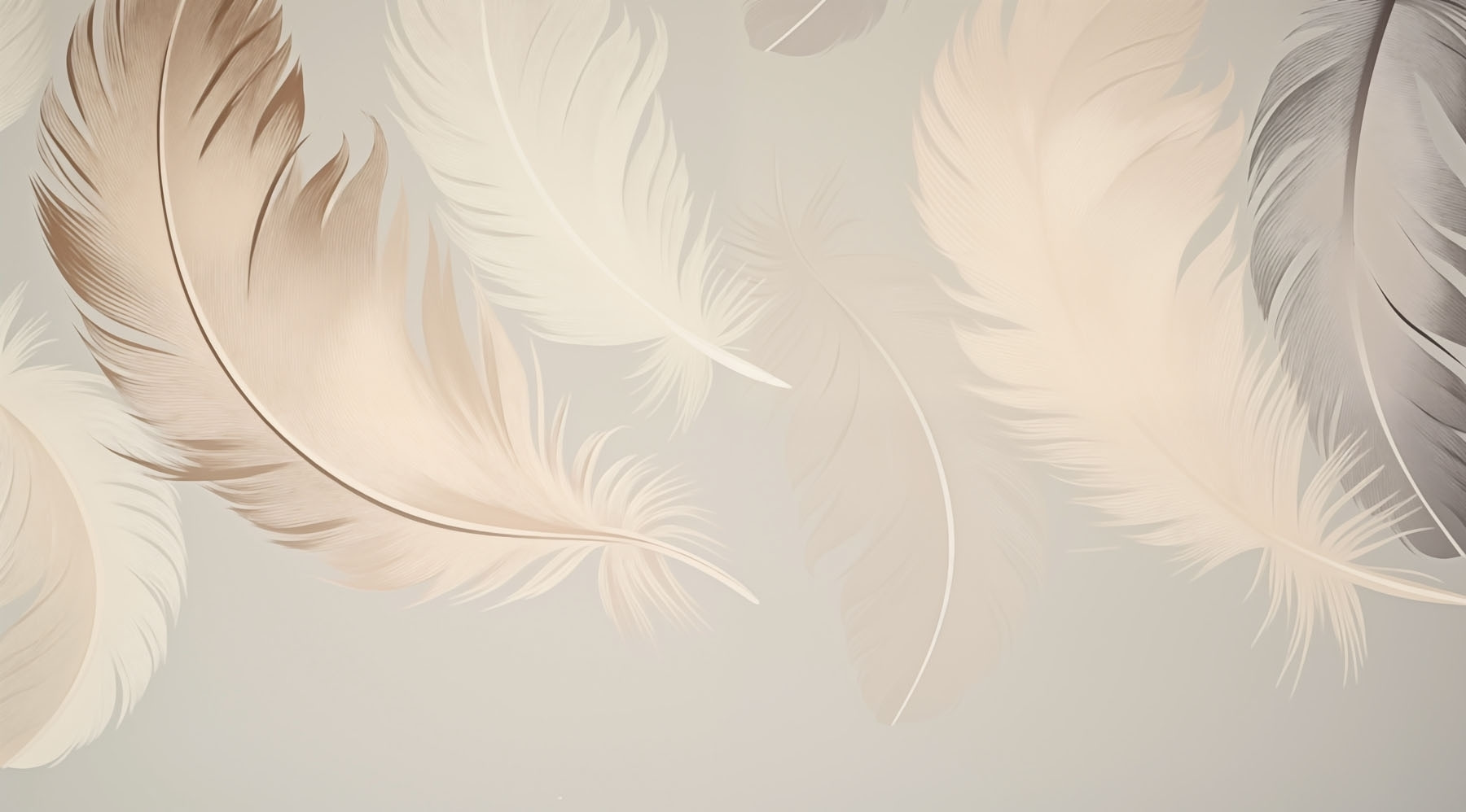 Group of feathers on a white background w03595p - Group of feathers on a white background