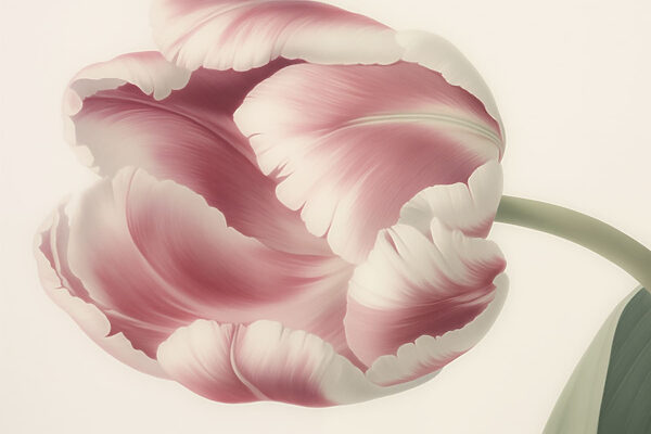 Delicate pink tulip in bloom w03638p 600x400 - Delicate pink tulip in bloom