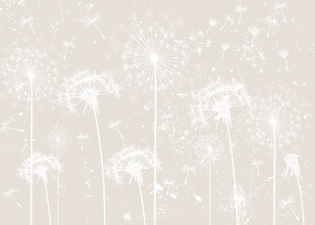 White dandelion flowers White dandelion flowers