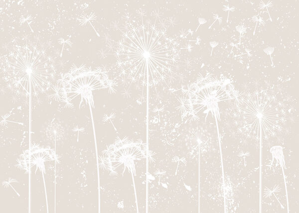 White dandelion flowers White dandelion flowers