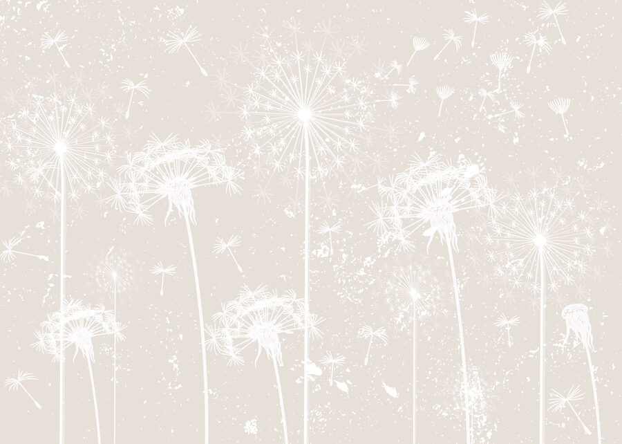 White dandelion flowers