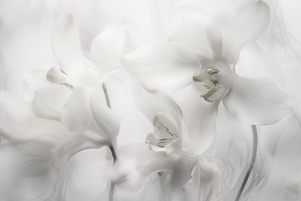 Delicate white orchids in soft light Delicate white orchids in soft light