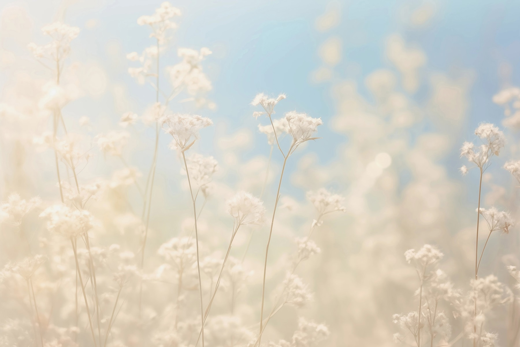 Dreamy flowers in soft sunlight Dreamy flowers in soft sunlight