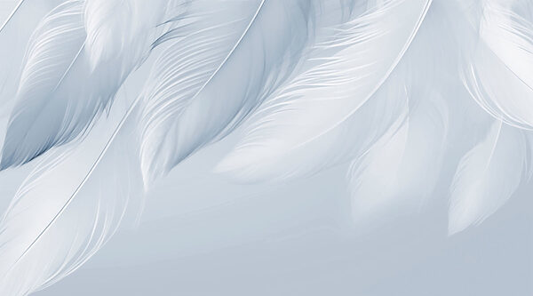 White feathers on a white background White feathers on a white background