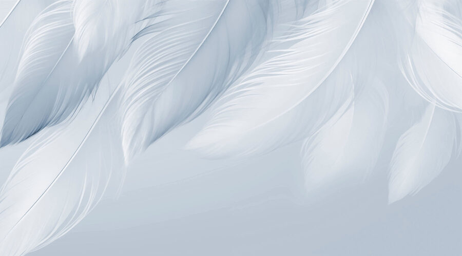 White feathers on a white background White feathers on a white background