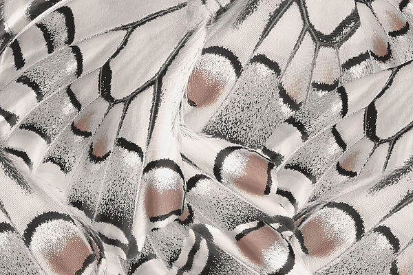 Intricate patterns in delicate fabric. Intricate patterns in delicate fabric.
