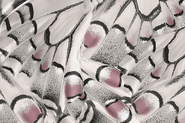 Nature's intricate patterns unfold beautifully. Nature's intricate patterns unfold beautifully.