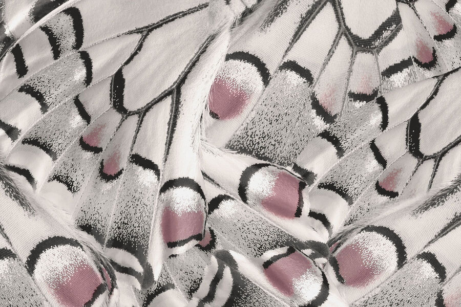 Nature's intricate patterns unfold beautifully.