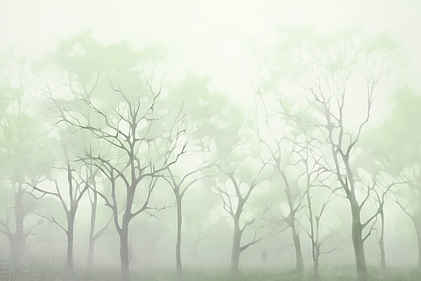 Group of trees in fog Group of trees in fog