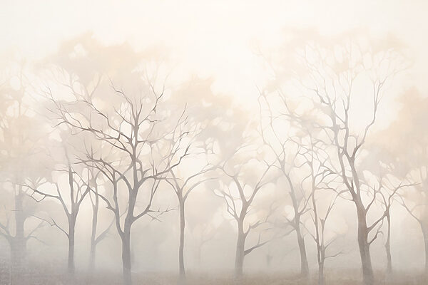 Group of trees in fog Group of trees in fog