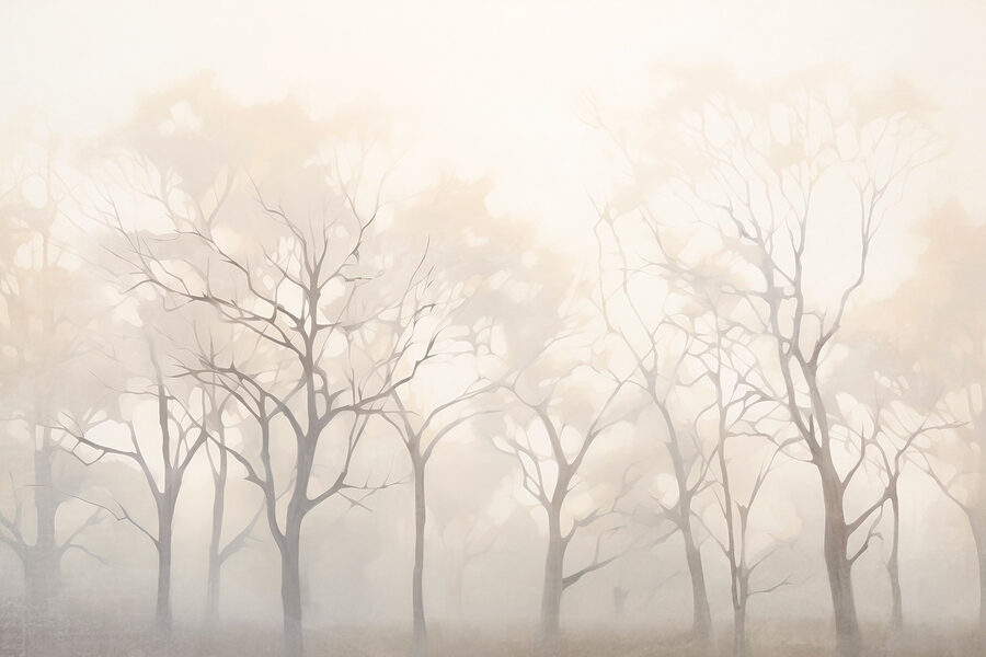 Group of trees in fog Group of trees in fog