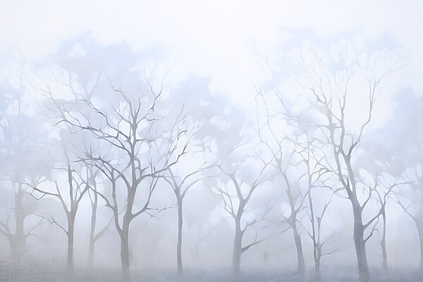 Group of trees in fog Group of trees in fog