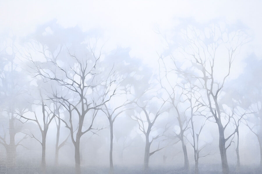 Group of trees in fog