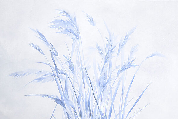 Delicate grasses in soft hues. Delicate grasses in soft hues.