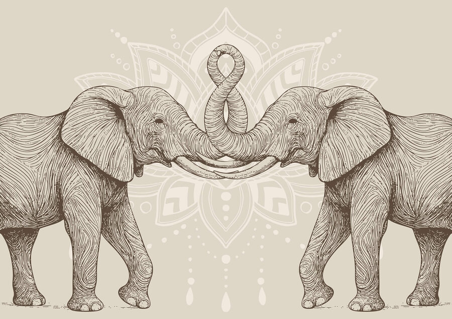Two elephants with their trunks curled up Two elephants with their trunks curled up