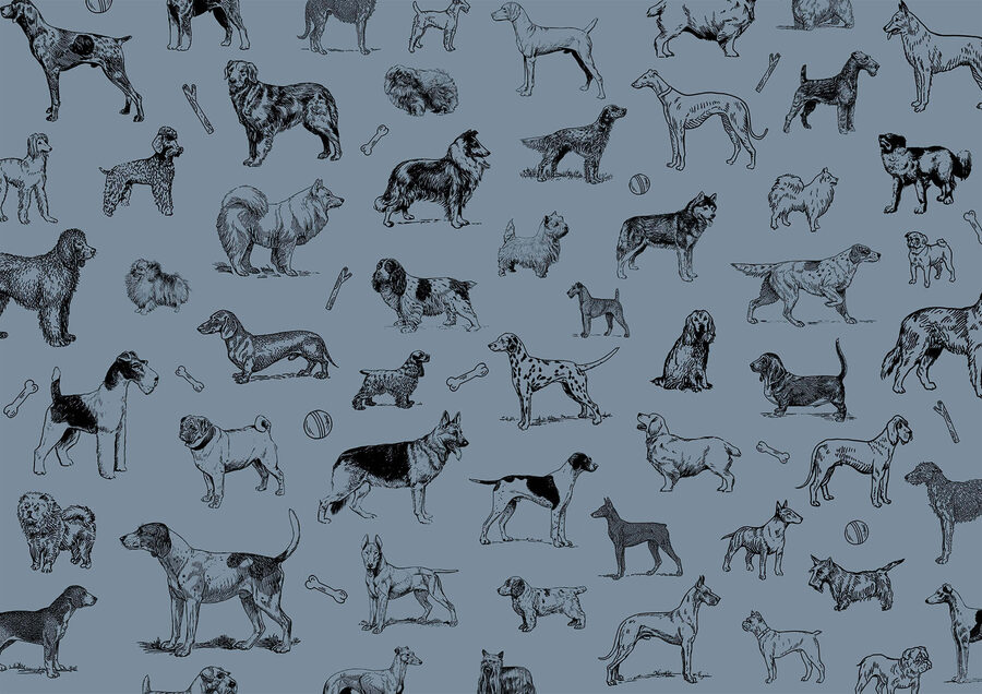 Group of dogs on a blue background Group of dogs on a blue background