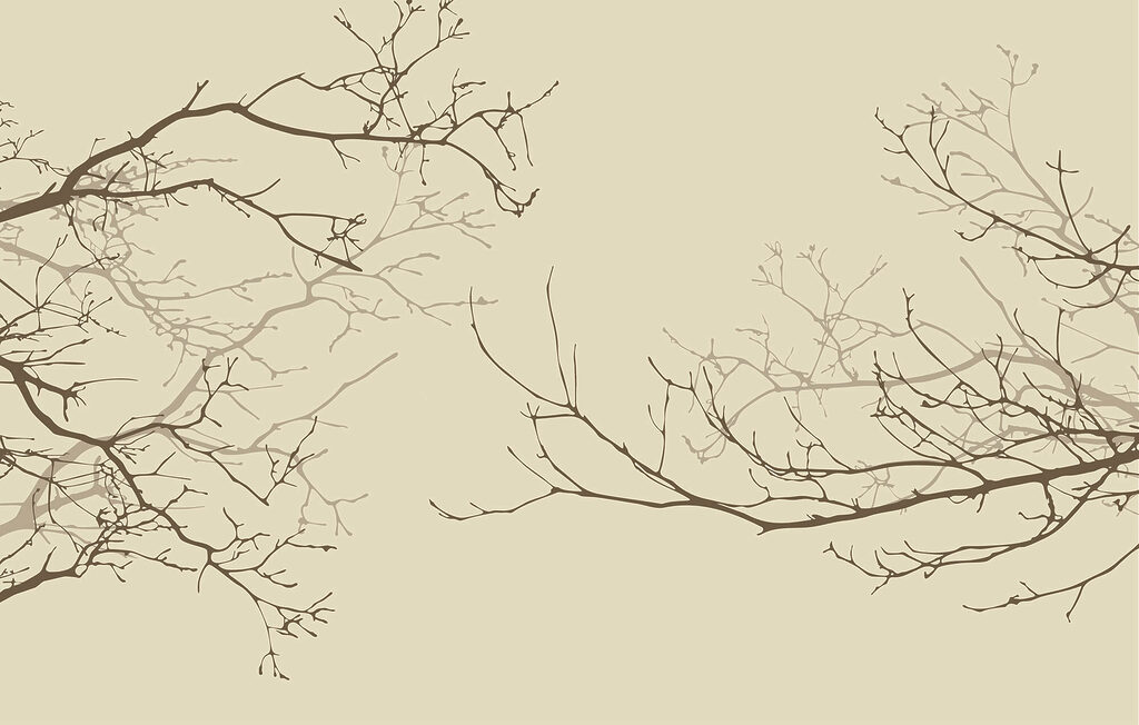 Group of bare branches Group of bare branches
