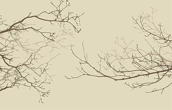 Group of bare branches Group of bare branches