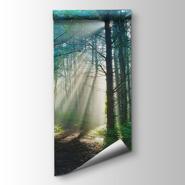 Sun shining through trees in a forest