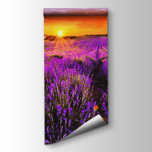 Field of purple flowers Field of purple flowers