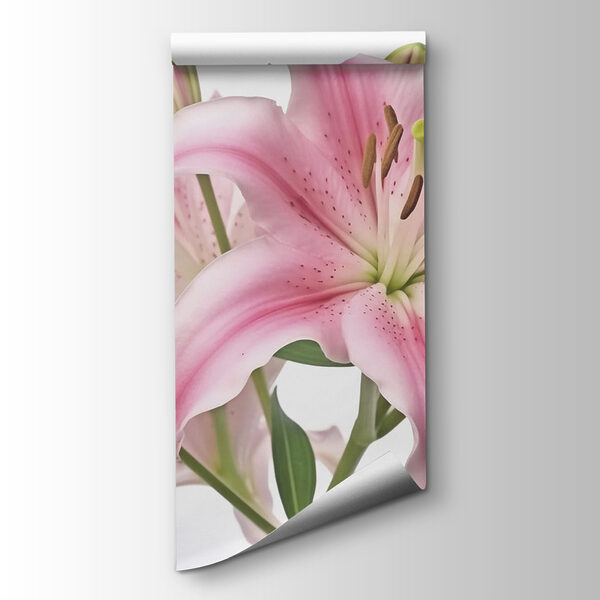 Pink lily with buds Pink lily with buds