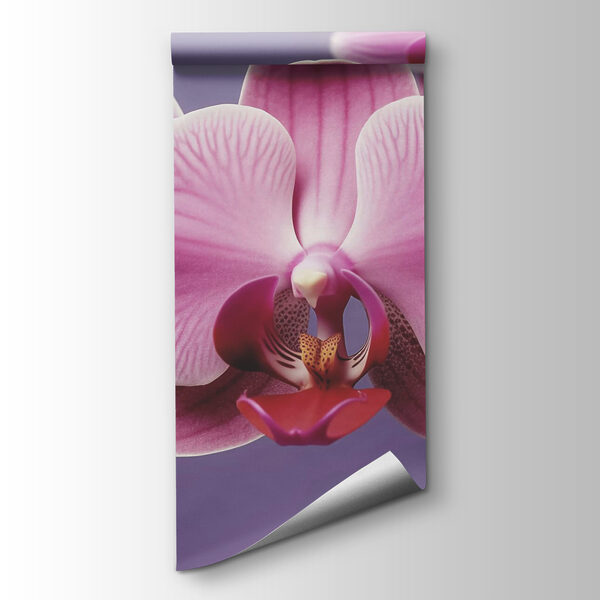 Delicate orchids in soft hues