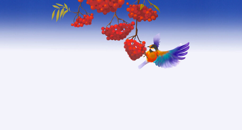 Bird eating a bunch of red berries