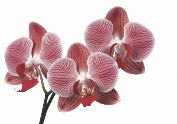 Vibrant blooms in soft pink hues