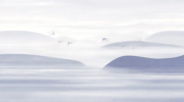Birds flying in the sky