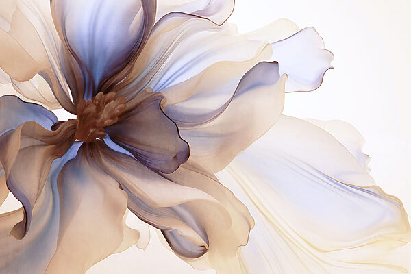 Delicate petals in soft harmony Delicate petals in soft harmony
