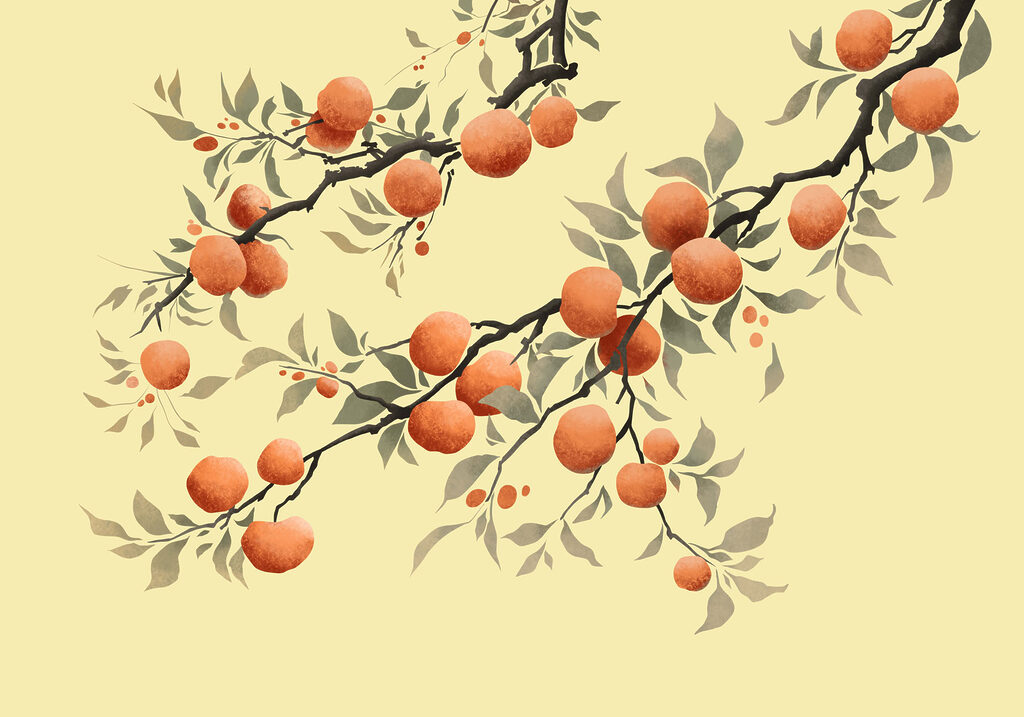 Branch with oranges on it Branch with oranges on it