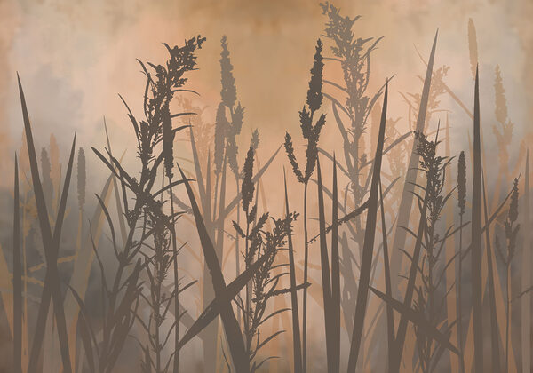 Tall grass in a foggy field Tall grass in a foggy field