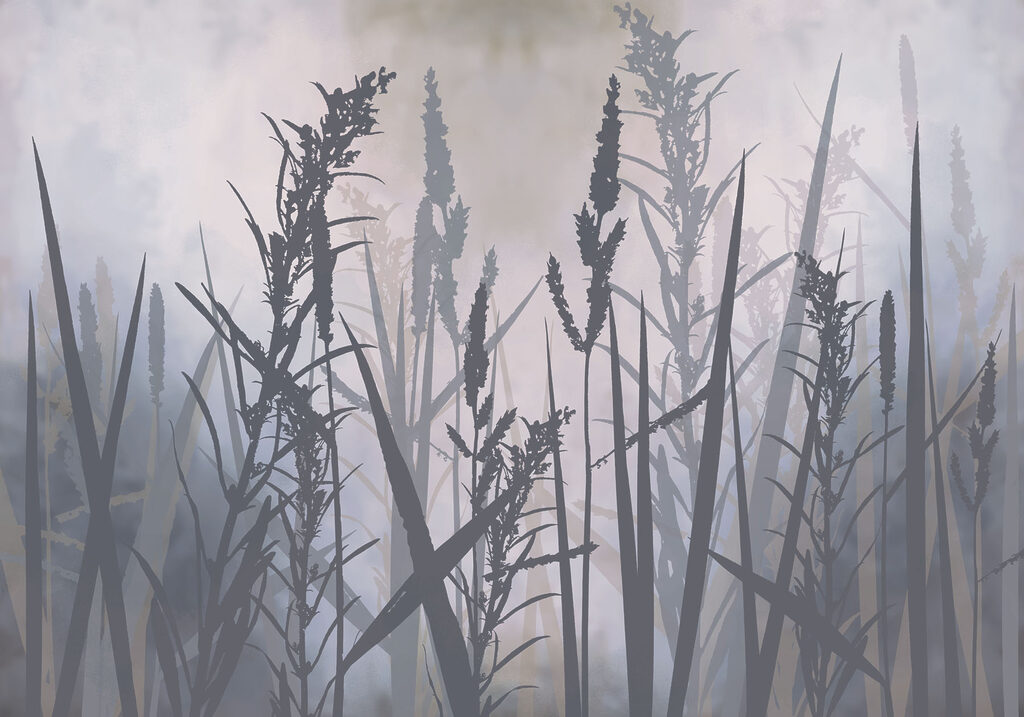 Tall grass in the fog Tall grass in the fog