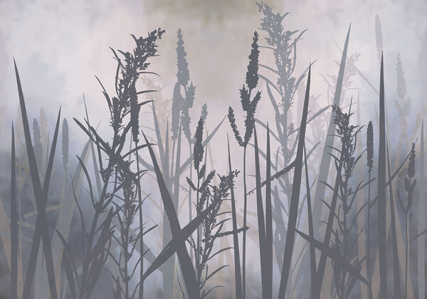 Tall grass in the fog Tall grass in the fog