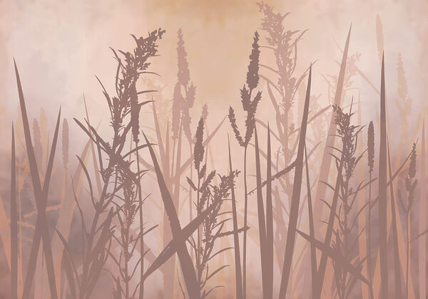 Tall grass with tall stems Tall grass with tall stems
