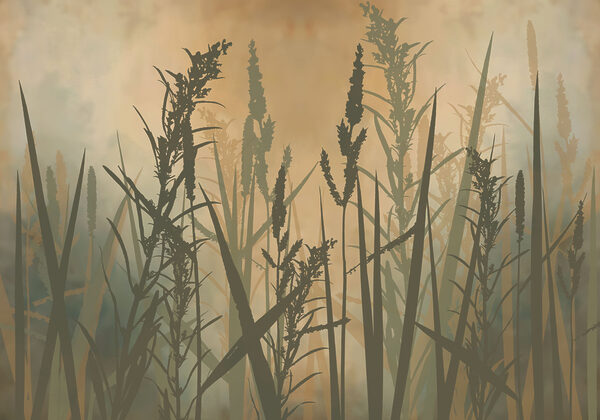 Tall grass in a foggy field Tall grass in a foggy field
