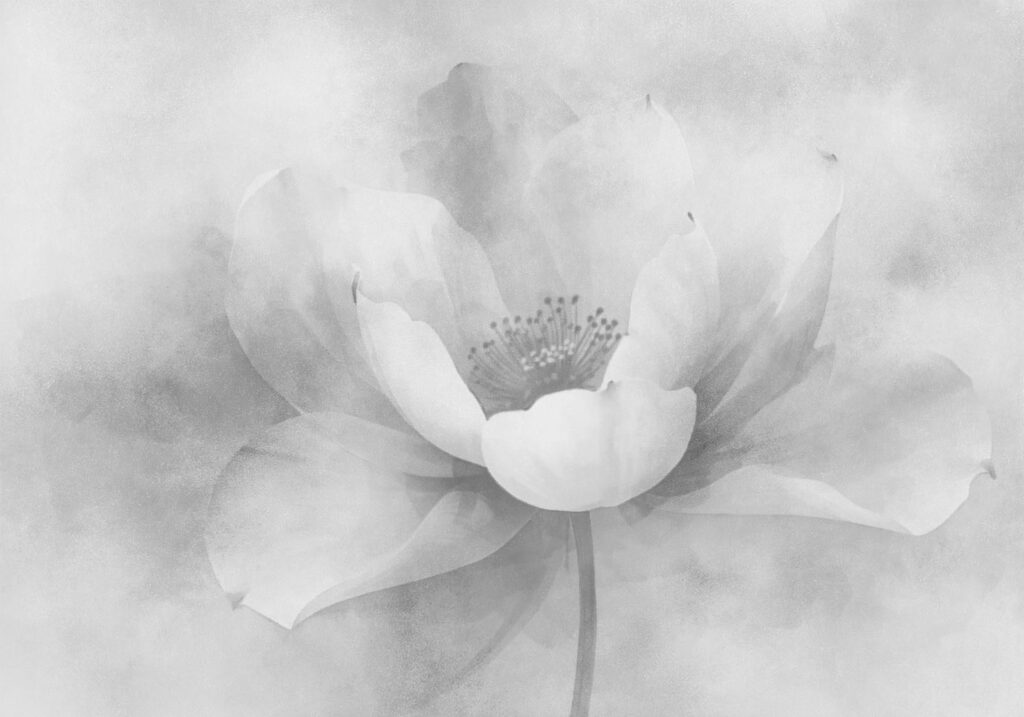 Soft petals in gentle haze Soft petals in gentle haze
