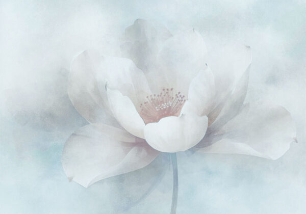 White flower with a red center White flower with a red center