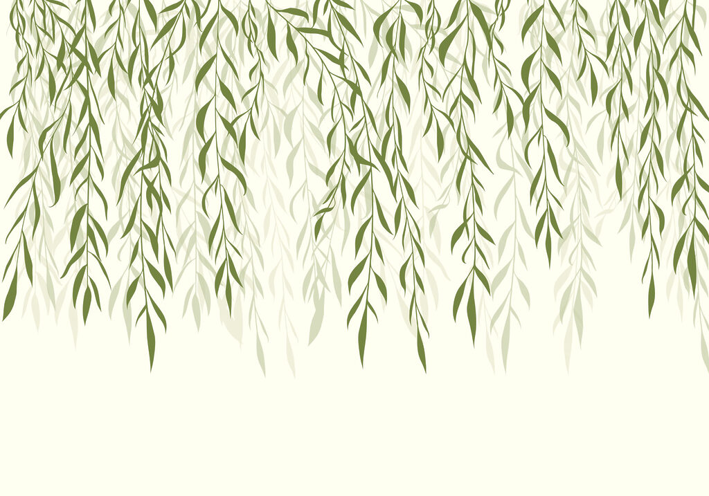 Green leaves from a tree Green leaves from a tree